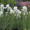 Iris germanica 'Immortality' - Image 2
