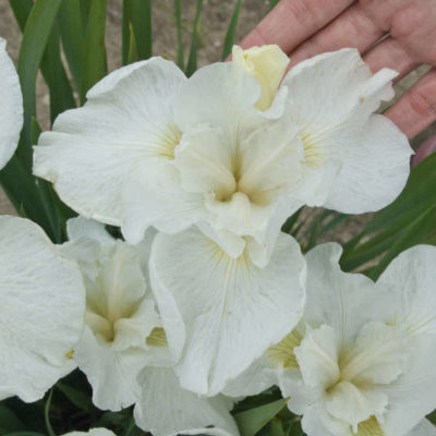 Iris sibirica 'Swans in Flight'
