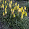 Kniphofia 'Lucky Lemons' - Image 2
