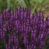 Salvia nemorosa 'Bumbleberry'