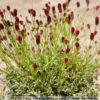 Sanguisorba officinalis var. microcephala "Little Angel'