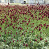 Sanguisorba officinalis var. microcephala "Little Angel' - Image 3