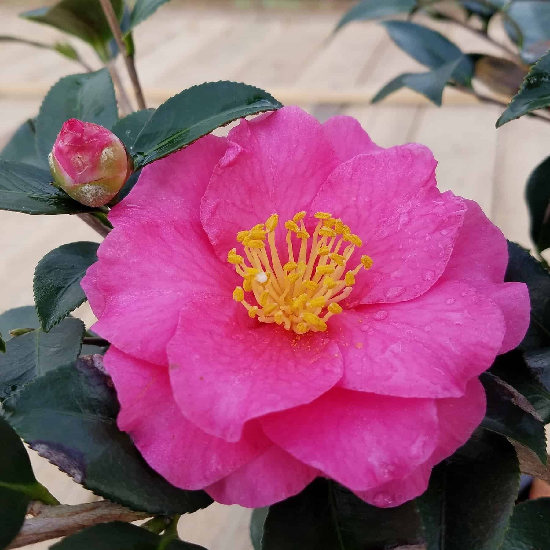 Camellia sasanqua 'Shishi Gashira'