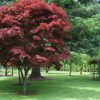Acer palmatum 'Pixie' - Image 2