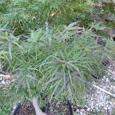 Acer palmatum 'Villa Taranto'