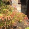 Acer palmatum 'Villa Taranto'