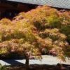 Acer palmatum 'Villa Taranto' - Image 2