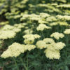 Achillea 'Novaachdus' (Moon Dust)