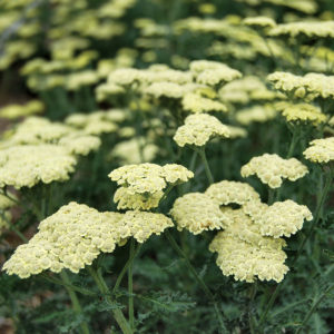 Achillea ‘Novaachdus’ (Moon Dust) | Kiefer Nursery: Trees, Shrubs ...