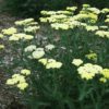 Achillea Moon Dust