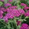 Achillea millefolium 'New Vintage Violet'