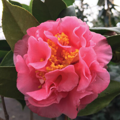 Camellia japonica 'Ack-Scent'