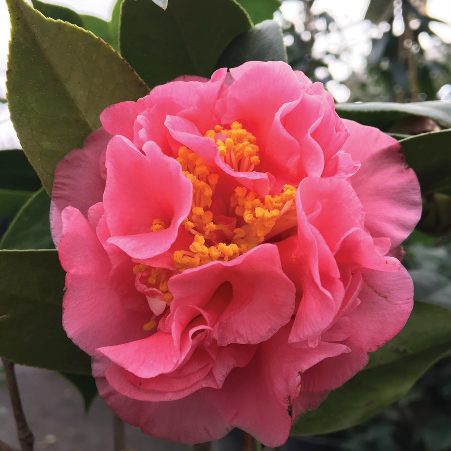 Camellia japonica 'Ack-Scent'