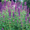 Agastache 'Blue Boa' - Image 2