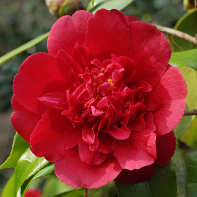 Camellia japonica 'Altheaflora'