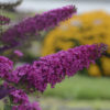 Buddleia  Monarch® 'Queen of Hearts'