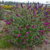 Buddleia  Monarch® 'Queen of Hearts' - Image 2