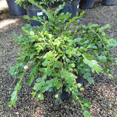 Buxus sempervirens 'Unraveled'