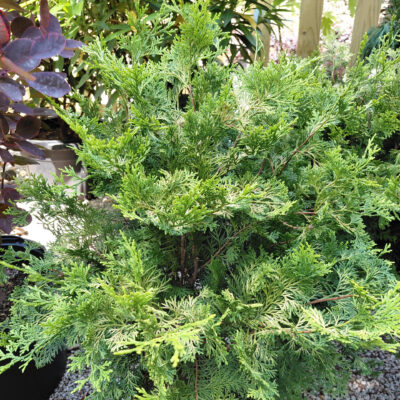Chamaecyparis obtusa 'Conschlecht' (Night Light™)