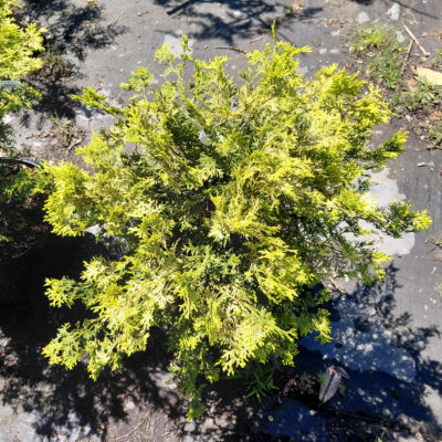Chamaecyparis obtusa 'Conschlecht' (Night Light™)
