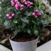 Chelone oblique 'Armittpp02' (Tiny Tortuga) - Image 2