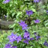 Clematis 'Marie Louise Jensen' - Image 2