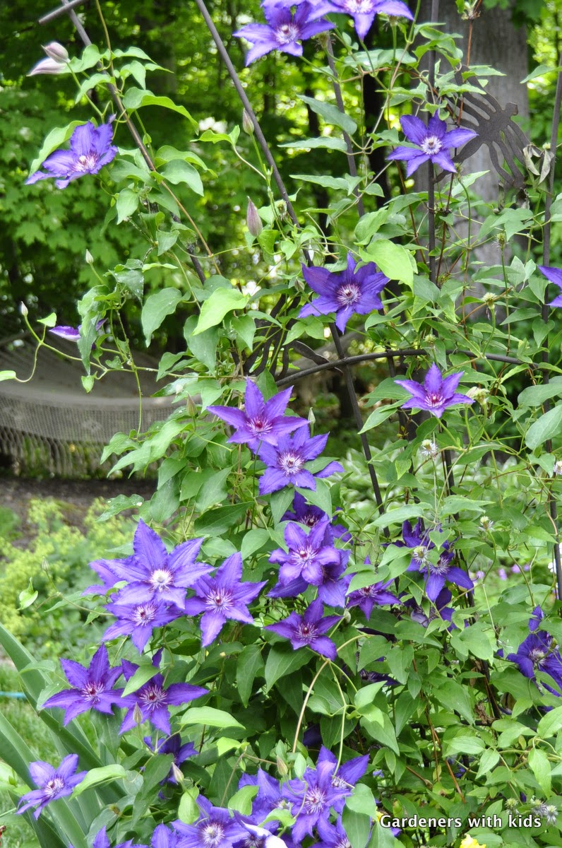 Clematis ‘marie Louise Jensen Kiefer Nursery Trees Shrubs Perennials 2643