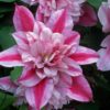 Clematis 'Pafar' Patricia Ann Fretwell