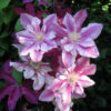 Clematis 'Pafar' Patricia Ann Fretwell - Image 2