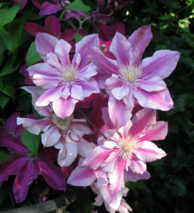 Clematis ‘pafar’ Patricia Ann Fretwell 