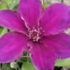 Clematis 'Sano No Mirasaki'