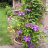 Clematis 'Sano No Mirasaki' - Image 2