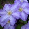 Clematis 'Silmakivi'