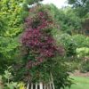 Clematis 'Sweet Summer Love' - Image 2