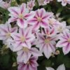 Clematis 'Andromeda' - Image 2