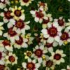 Coreopsis verticillata Sizzle and Spice(TM) 'Red Hot Vanilla'