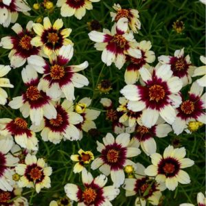 Coreopsis verticillata Sizzle and Spice(TM) ‘Red Hot Vanilla’ | Kiefer