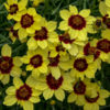 Coreopsis verticillata Sizzle and Spice(TM) 'Sassy Saffron'
