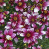 Coreopsis verticillata Sizzle and Spice(TM) 'Zesty Zinger'
