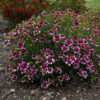 Coreopsis verticillata Sizzle and Spice(TM) 'Zesty Zinger' - Image 2