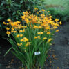Crocosmia 'Walberton Yellow' - Image 2
