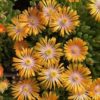 Delosperma 'Orange Crush'