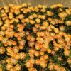 Delosperma 'Orange Crush' - Image 2