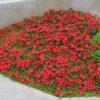 Delosperma 'Red Mountain Flame' - Image 2