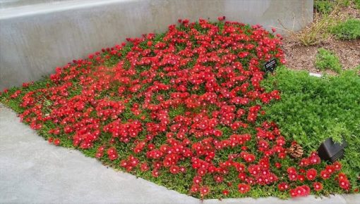 Delosperma 'Red Mountain Flame' - Image 2