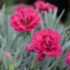 Dianthus 'Razzlepop'