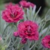 Dianthus 'Razzlepop' - Image 2