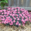 Dianthus Scent First(TM) 'Sugar Plum' - Image 3