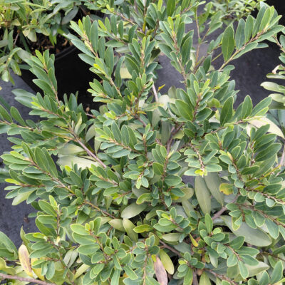 Distylium 'PIIDIST-VI' (Swing Low®)