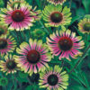 Echinacea purpurea 'Green Twister'